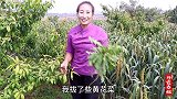 田间地头的野菜，春姐教你蒲公英的吃法，营养美味还下饭，吃美了