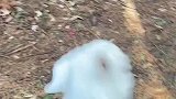 小羊们一起下坡跑得乱七八糟