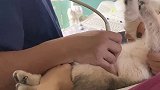我家绝育公猫竟然真的生了……两颗蛋？！猫 动物图鉴 英国短毛猫 剧情 剧情反转 动物故事创编