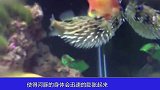 用针扎一下正在膨胀的河豚，会发生什么？简直过于扎心！