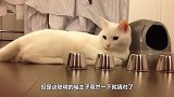 猫咪和主人打桌球，喵咪：不就进洞吗看我一个一个进给你看