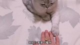 猫：敢欺负我，等我练出腹肌就让你哭