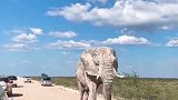 白色的大象还是第一次见！旅行 澳洲link 大象