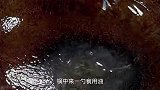 以后羊肉不要直接下锅炖了，多加一个步骤，不膻不腥好吃极了