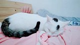 冬天到了，养只猫咪一起互相取暖吧不错噢