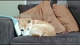 睡得正香突然飞来一只苍蝇捣乱，柴犬的反应太可爱了