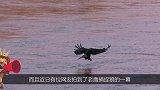 两只老鹰合力捉住一只狼，野狼奋力挣扎却无济于事，狼：有种单挑