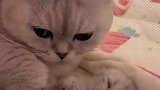 母爱不分种族，猫妈妈宠溺的抱宝宝，这也太温馨了