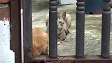 橘猫：帮我盯梢，吃完换你！