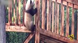 熊猫宝宝钻栏杆：熊家不是胖只是膨胀 挤挤就缩啦