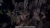 花栗鼠辛苦收集过冬储备，惨遭社会鹰偷袭，它该如何逃生？