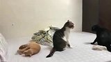 狸花猫用吵架弥补女朋友，橘猫：哈哈哈，神经病啊！