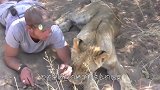狮子忽然袭击饲养员，场面一度失控，一旁母狮的举动让人惊讶