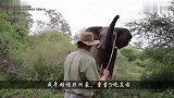 狮子攻击落单小象，快成功时被发现，遭象妈妈无情蹂躏