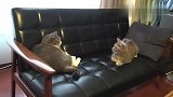猫咪们互相盯了许久，速战速决的打架逗坏我了