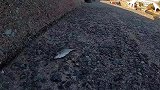 猫王啊，看看猫王是怎么管理猫与猫社会关系的