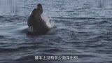海中巨霸大白鲨，这次估计失误，吃海龟时竟被活活噎死