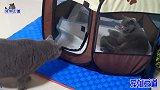 猫爸爸产房外偷看新出生小奶猫，遭到母猫怒视，猫爸的反应太怂了