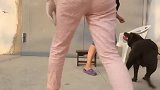 拉布拉多犬长得真肥，高智商的汪星人