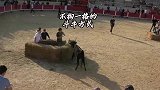 不拘一格的斗牛方式，让他们乐此不疲，斗牛爱好者一路长虹