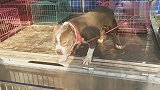 狗市上来了一条庞大壮实的美国恶霸犬，头一次见到如此壮实的恶霸