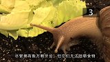 破坏力最大的非洲蜗牛，水泥都能吃掉，如果是人呢