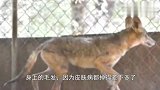 女子发现饿成皮包骨“流浪狗”，送去救助站，得知身份惊喜不已！