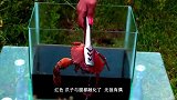 将曼妥思塞入可乐，然后放进有鱼的鱼缸会发生什么鱼我太难了
