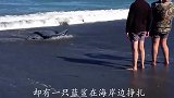 国外男子拯救一只搁浅的蓝鲨，朋友拍下了这暖心一幕