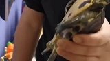 拯救奄奄一息的乌龟头一次做人工呼吸还是给王八做