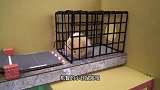 小仓鼠被困在宠物监狱，到处都是陷阱迷宫，他能成功越狱吗