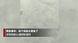 醒来发现旁边躺了一只“老虎” 狗狗的神反应亮了