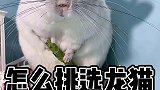 应该怎么挑选龙猫