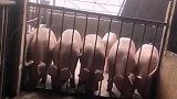 人多力量大，猪多也白费