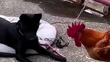 这公鸡的脾气不是一点点大呀