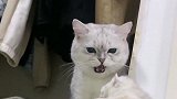 猫咪团子一家遗传的暴脾气，看到小猫崽就呲牙，真是让人又爱又气