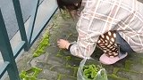 在上海找青苔不是很容易的事，为了做个小盆景，俩夫妻开了公里！