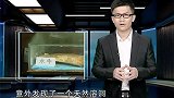 重大考古发现！汤山洞穴内发现大量动物骸骨，或与人类起源有关