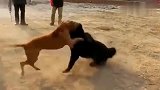 纯种藏獒威慑力强大，几个回合就将比特犬打得落荒而逃