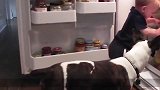 宝宝和狗狗配合偷东西吃，不料女主人突然回来了，下一秒憋住别笑
