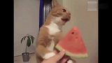 让人猝不及防的成精的猫