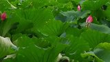 红荷碧绿白沙堤，小船悠悠湖中移。