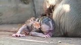 新生的小宝宝，猴妈的心肝宝贝