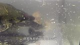 饿了十天的大鳄龟有多凶猛？老外扔进一条鱼，出现惊险画面