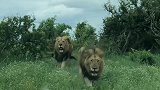 威猛强壮的三大雄狮从树林里走出来！