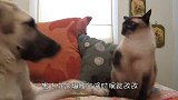 作死猫咪狂扇母鸡耳光，母鸡当场气炸毛，结果可惨了！