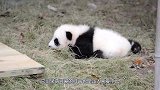 熊猫宝宝想打妈妈，被熊猫妈妈发现按在地上教训，看完忍住别笑