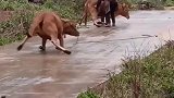 老黄牛在结冰的路面上直打滑，连站都站不起来