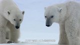 北极熊表演跳水，就像个戏精，完全放飞自我