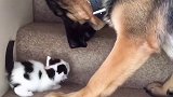 太有爱啦大狗狗带小猫咪上楼梯 娱乐评论大赏